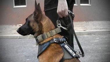 agent de sécurité maitre chien